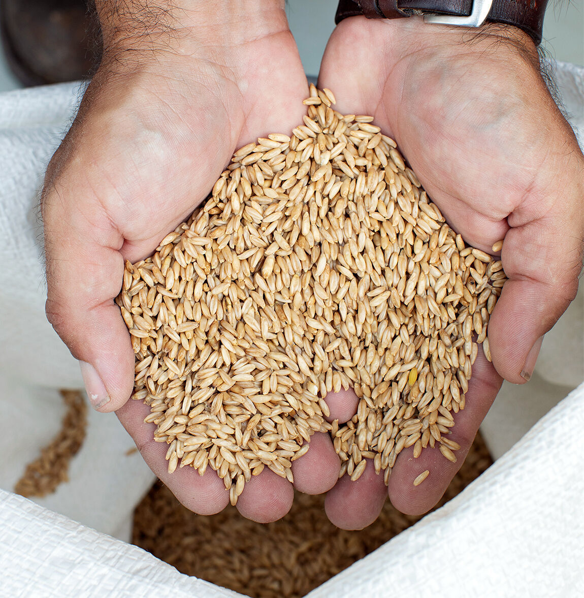 Weatherbury oats 3